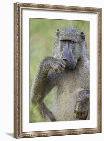 Chacma Baboon (Papio Ursinus) Eating, Kruger National Park, South Africa, Africa-James Hager-Framed Photographic Print