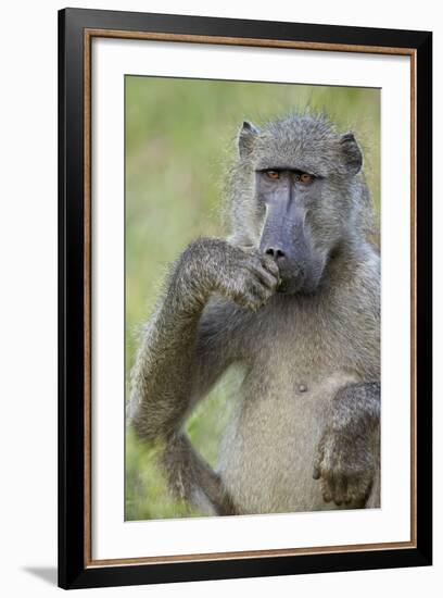 Chacma Baboon (Papio Ursinus) Eating, Kruger National Park, South Africa, Africa-James Hager-Framed Photographic Print