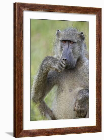 Chacma Baboon (Papio Ursinus) Eating, Kruger National Park, South Africa, Africa-James Hager-Framed Photographic Print