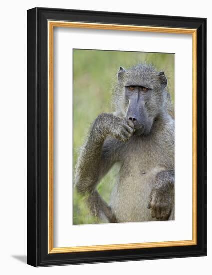 Chacma Baboon (Papio Ursinus) Eating, Kruger National Park, South Africa, Africa-James Hager-Framed Photographic Print