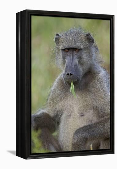 Chacma Baboon (Papio Ursinus) Eating, Kruger National Park, South Africa, Africa-James Hager-Framed Premier Image Canvas