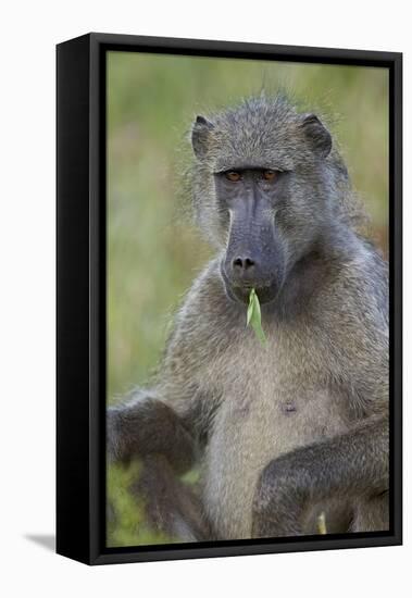 Chacma Baboon (Papio Ursinus) Eating, Kruger National Park, South Africa, Africa-James Hager-Framed Premier Image Canvas