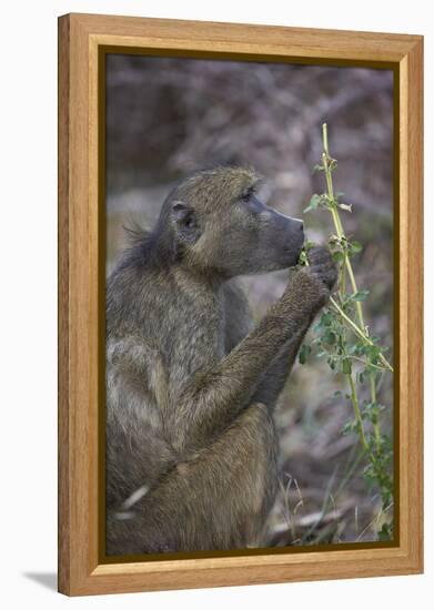 Chacma Baboon (Papio Ursinus) Eating, Kruger National Park, South Africa, Africa-James Hager-Framed Premier Image Canvas