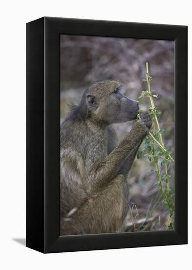 Chacma Baboon (Papio Ursinus) Eating, Kruger National Park, South Africa, Africa-James Hager-Framed Premier Image Canvas