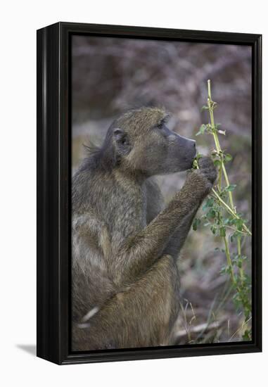 Chacma Baboon (Papio Ursinus) Eating, Kruger National Park, South Africa, Africa-James Hager-Framed Premier Image Canvas