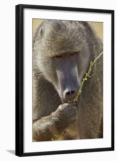 Chacma Baboon (Papio Ursinus) Eating, Kruger National Park, South Africa, Africa-James Hager-Framed Photographic Print