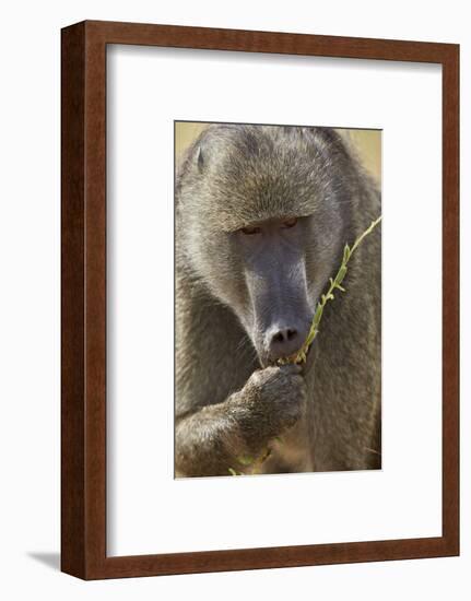 Chacma Baboon (Papio Ursinus) Eating, Kruger National Park, South Africa, Africa-James Hager-Framed Photographic Print