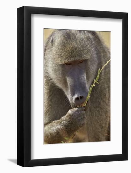 Chacma Baboon (Papio Ursinus) Eating, Kruger National Park, South Africa, Africa-James Hager-Framed Photographic Print