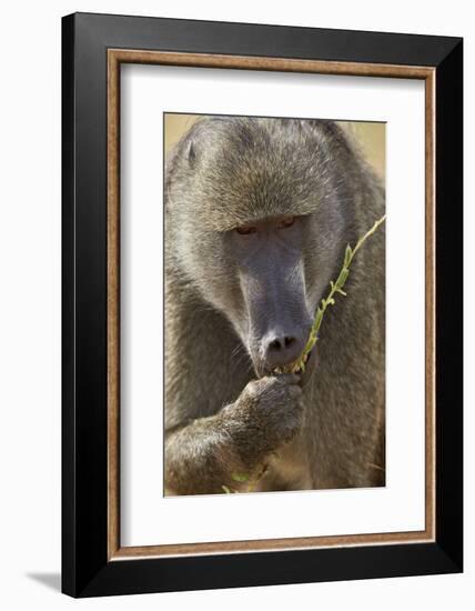 Chacma Baboon (Papio Ursinus) Eating, Kruger National Park, South Africa, Africa-James Hager-Framed Photographic Print