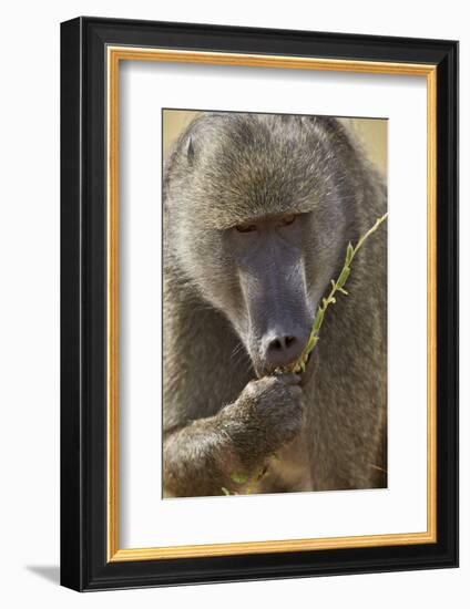 Chacma Baboon (Papio Ursinus) Eating, Kruger National Park, South Africa, Africa-James Hager-Framed Photographic Print