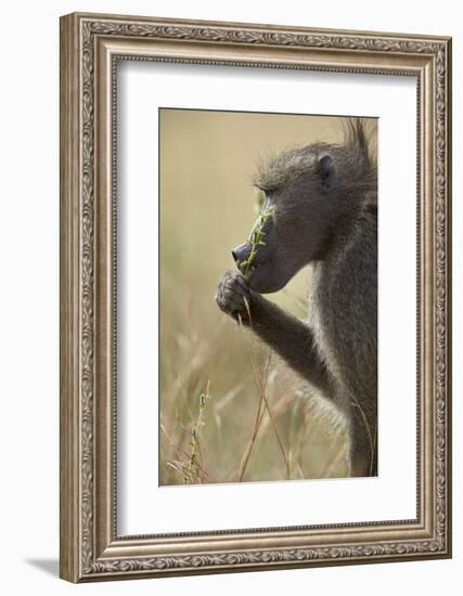 Chacma Baboon (Papio Ursinus) Eating, Kruger National Park, South Africa, Africa-James Hager-Framed Photographic Print