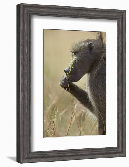 Chacma Baboon (Papio Ursinus) Eating, Kruger National Park, South Africa, Africa-James Hager-Framed Photographic Print