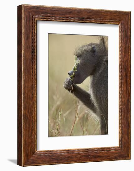 Chacma Baboon (Papio Ursinus) Eating, Kruger National Park, South Africa, Africa-James Hager-Framed Photographic Print