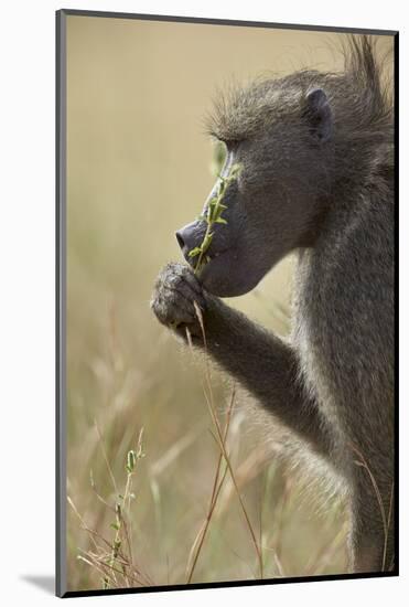 Chacma Baboon (Papio Ursinus) Eating, Kruger National Park, South Africa, Africa-James Hager-Mounted Photographic Print
