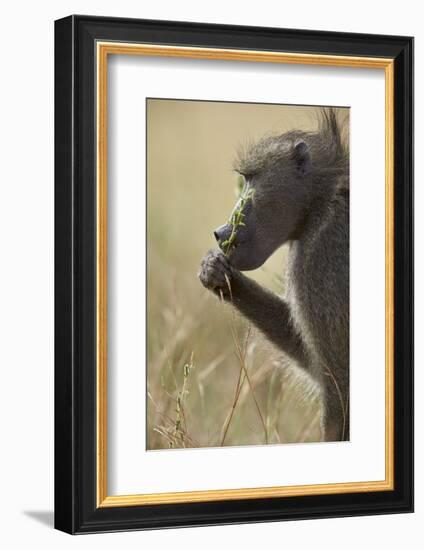 Chacma Baboon (Papio Ursinus) Eating, Kruger National Park, South Africa, Africa-James Hager-Framed Photographic Print