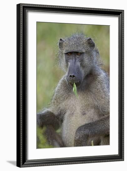 Chacma Baboon (Papio Ursinus) Eating, Kruger National Park, South Africa, Africa-James Hager-Framed Photographic Print