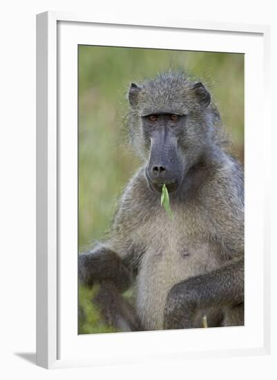 Chacma Baboon (Papio Ursinus) Eating, Kruger National Park, South Africa, Africa-James Hager-Framed Photographic Print