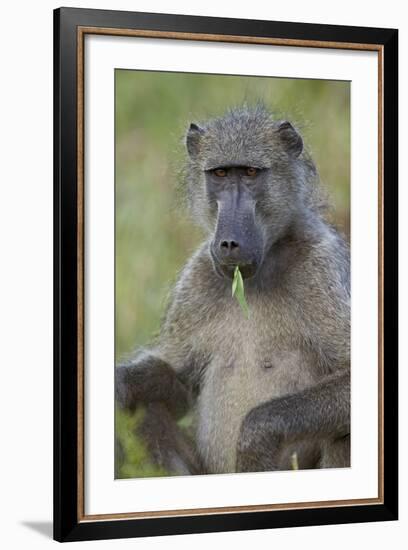 Chacma Baboon (Papio Ursinus) Eating, Kruger National Park, South Africa, Africa-James Hager-Framed Photographic Print