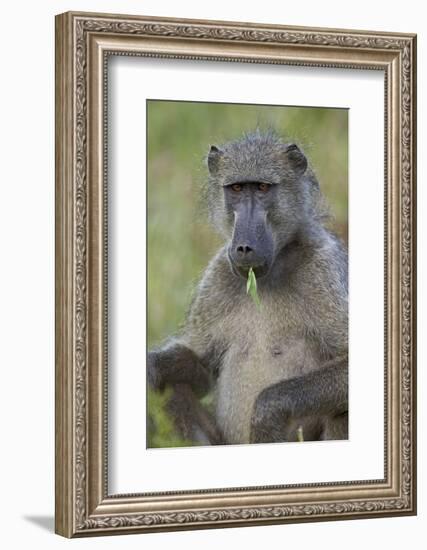 Chacma Baboon (Papio Ursinus) Eating, Kruger National Park, South Africa, Africa-James Hager-Framed Photographic Print