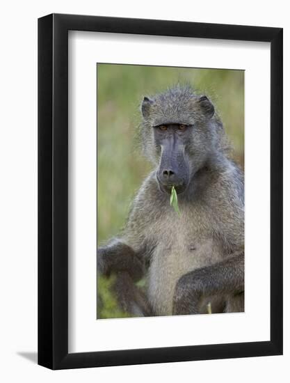 Chacma Baboon (Papio Ursinus) Eating, Kruger National Park, South Africa, Africa-James Hager-Framed Photographic Print