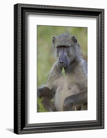 Chacma Baboon (Papio Ursinus) Eating, Kruger National Park, South Africa, Africa-James Hager-Framed Photographic Print