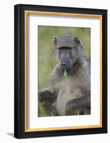 Chacma Baboon (Papio Ursinus) Eating, Kruger National Park, South Africa, Africa-James Hager-Framed Photographic Print