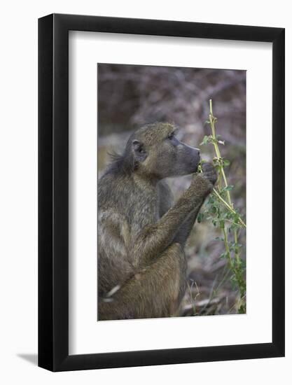 Chacma Baboon (Papio Ursinus) Eating, Kruger National Park, South Africa, Africa-James Hager-Framed Photographic Print