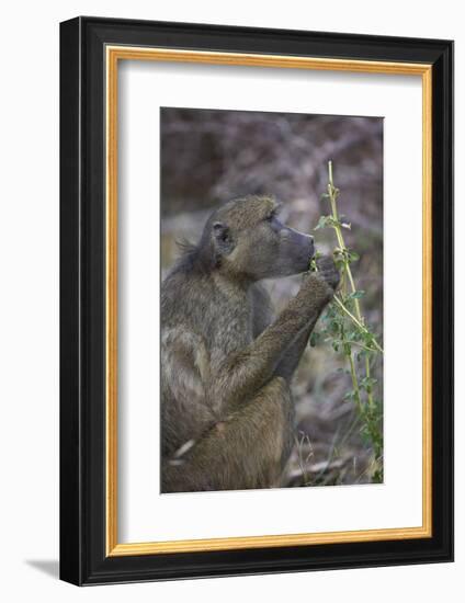 Chacma Baboon (Papio Ursinus) Eating, Kruger National Park, South Africa, Africa-James Hager-Framed Photographic Print