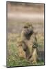 Chacma baboon (Papio ursinus) feeding, Chobe National Park, Botswana, Africa-Ann and Steve Toon-Mounted Photographic Print