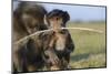Chacma Baboon (Papio Ursinus) Infant Playing with Ostrich Feather-Tony Phelps-Mounted Photographic Print