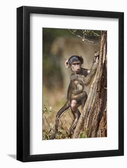 Chacma Baboon (Papio Ursinus) Juvenile Climbing a Tree, Kruger National Park, South Africa, Africa-James Hager-Framed Photographic Print