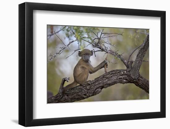 Chacma Baboon (Papio Ursinus) Juvenile in a Tree, Kruger National Park, South Africa, Africa-James Hager-Framed Photographic Print