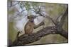 Chacma Baboon (Papio Ursinus) Juvenile in a Tree, Kruger National Park, South Africa, Africa-James Hager-Mounted Photographic Print