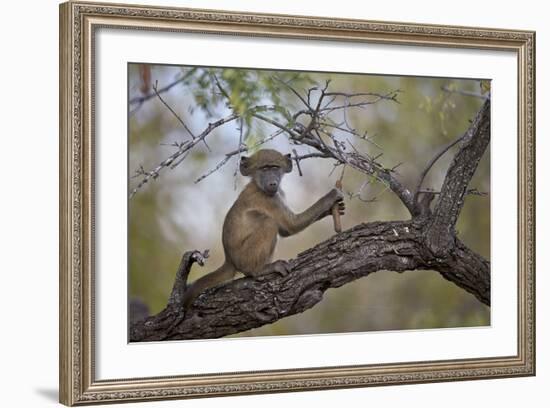 Chacma Baboon (Papio Ursinus) Juvenile in a Tree, Kruger National Park, South Africa, Africa-James Hager-Framed Photographic Print