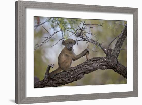 Chacma Baboon (Papio Ursinus) Juvenile in a Tree, Kruger National Park, South Africa, Africa-James Hager-Framed Photographic Print