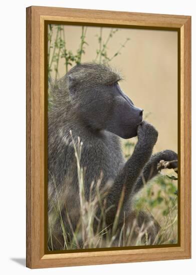 Chacma Baboon (Papio Ursinus), Kruger National Park, South Africa, Africa-James Hager-Framed Premier Image Canvas