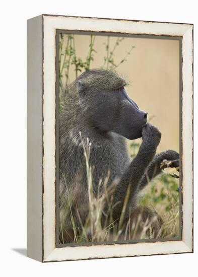 Chacma Baboon (Papio Ursinus), Kruger National Park, South Africa, Africa-James Hager-Framed Premier Image Canvas