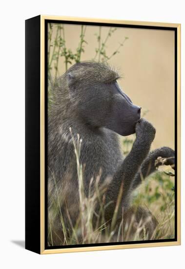 Chacma Baboon (Papio Ursinus), Kruger National Park, South Africa, Africa-James Hager-Framed Premier Image Canvas