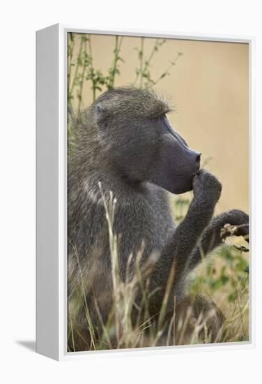 Chacma Baboon (Papio Ursinus), Kruger National Park, South Africa, Africa-James Hager-Framed Premier Image Canvas