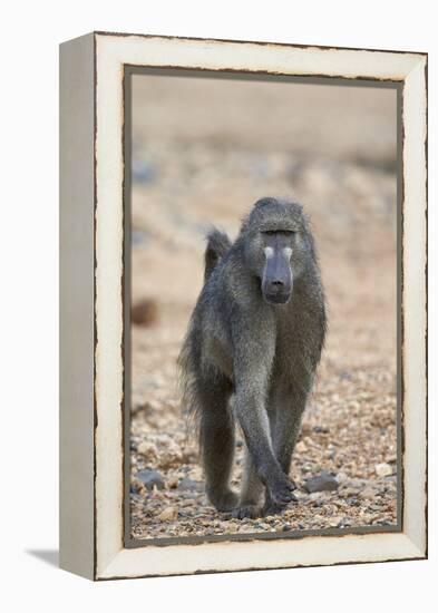 Chacma Baboon (Papio Ursinus), Kruger National Park, South Africa, Africa-James Hager-Framed Premier Image Canvas