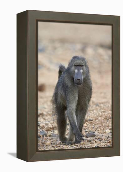 Chacma Baboon (Papio Ursinus), Kruger National Park, South Africa, Africa-James Hager-Framed Premier Image Canvas