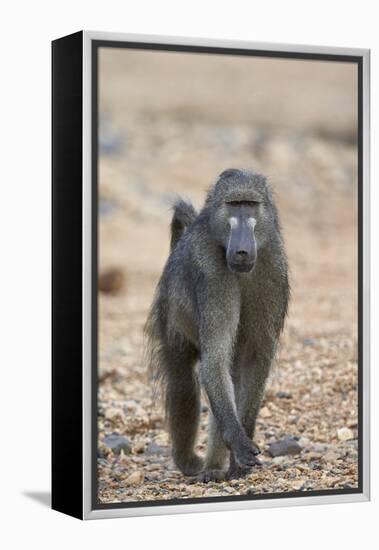 Chacma Baboon (Papio Ursinus), Kruger National Park, South Africa, Africa-James Hager-Framed Premier Image Canvas