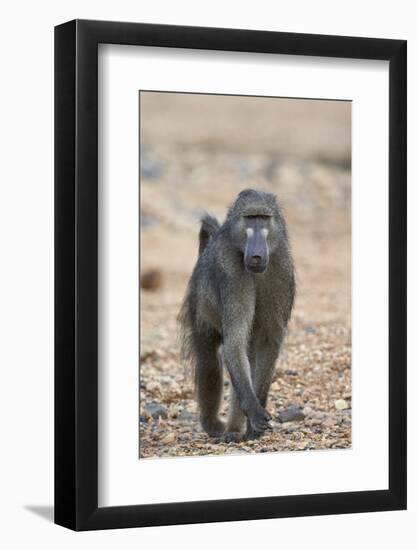 Chacma Baboon (Papio Ursinus), Kruger National Park, South Africa, Africa-James Hager-Framed Photographic Print