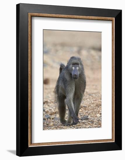 Chacma Baboon (Papio Ursinus), Kruger National Park, South Africa, Africa-James Hager-Framed Photographic Print