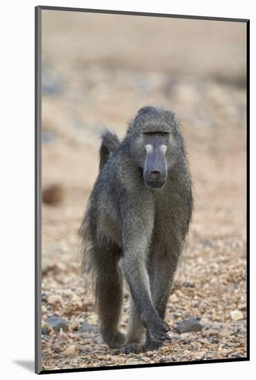 Chacma Baboon (Papio Ursinus), Kruger National Park, South Africa, Africa-James Hager-Mounted Photographic Print