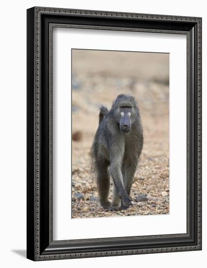 Chacma Baboon (Papio Ursinus), Kruger National Park, South Africa, Africa-James Hager-Framed Photographic Print