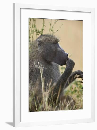 Chacma Baboon (Papio Ursinus), Kruger National Park, South Africa, Africa-James Hager-Framed Photographic Print