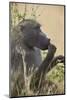 Chacma Baboon (Papio Ursinus), Kruger National Park, South Africa, Africa-James Hager-Mounted Photographic Print