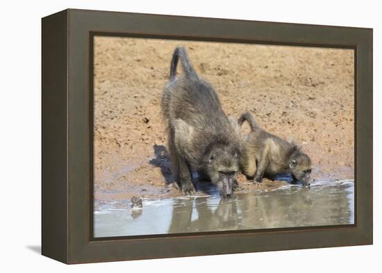 Chacma Baboons (Papio Cynocephalus) at Waterhole, Mkhuze Game Reserve, Kwazulu-Natal, South Africa-Ann & Steve Toon-Framed Premier Image Canvas