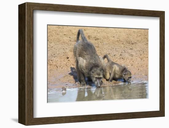 Chacma Baboons (Papio Cynocephalus) at Waterhole, Mkhuze Game Reserve, Kwazulu-Natal, South Africa-Ann & Steve Toon-Framed Photographic Print